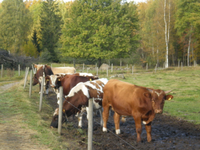 Cows Near Holmquist Home