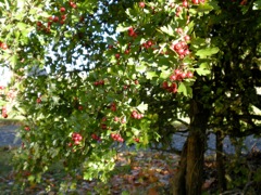 Hawthorn Bush